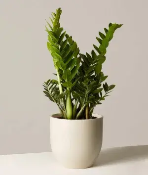 ZZ Indoor Plant For Home Decoration & Gardening (Pack Of 1) Buy @ ₹549