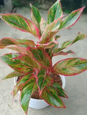 Aglaonema Indoor Plant For Home Decoration & Gardening Aglaonema Air Purifying Healthy Plant (Pack Of 1) Buy @ ₹499