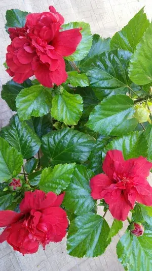 Greenery Nursery® Double Patel Red Hibiscus Flowering Plant (Hybrid, Pack Of 1) Buy @ ₹499