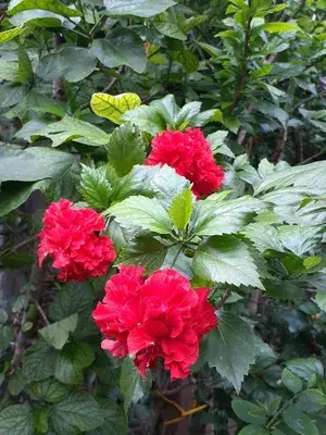 Greenery Nursery® Double Patel Red Hibiscus Flowering Plant (Hybrid, Pack Of 1) Buy @ ₹499