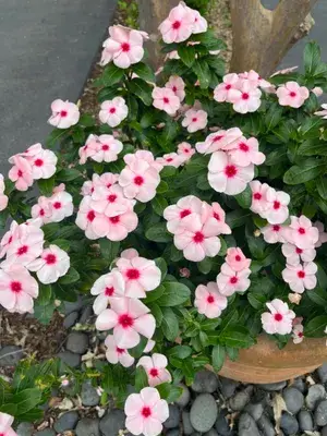 Rosy Periwinkle/Madagascar Periwinkle Live Flower Plant For Home Gardening (1.5-2.5 Ft Height) Pack Of 1 Buy @ ₹399