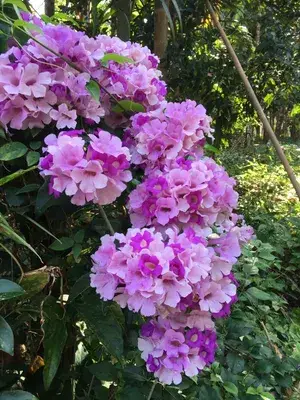 Mansoa Alliacea/Garlic Vine Flower Shrub Plant For Enhance Your Home/Garden Beauty (Pack Of 1) Buy @ ₹449