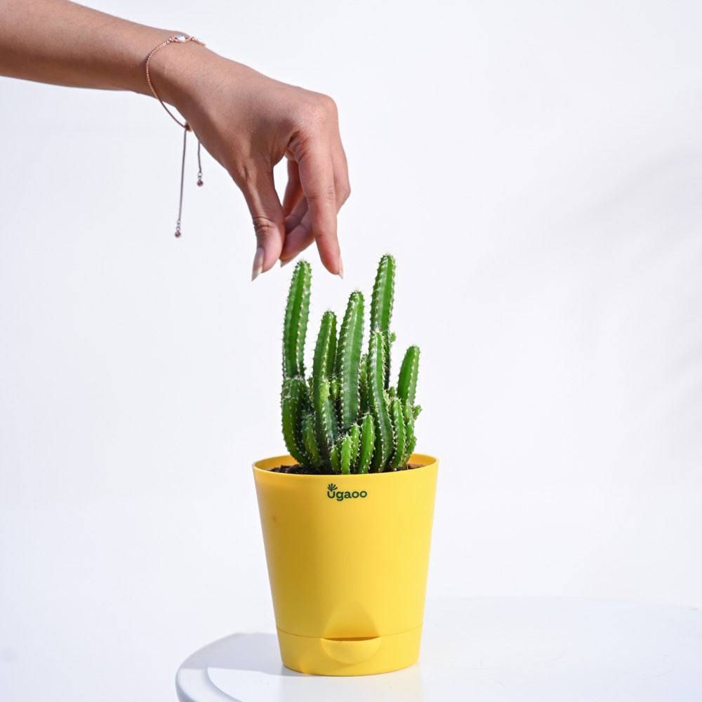 Cactus Plant - Elongated
