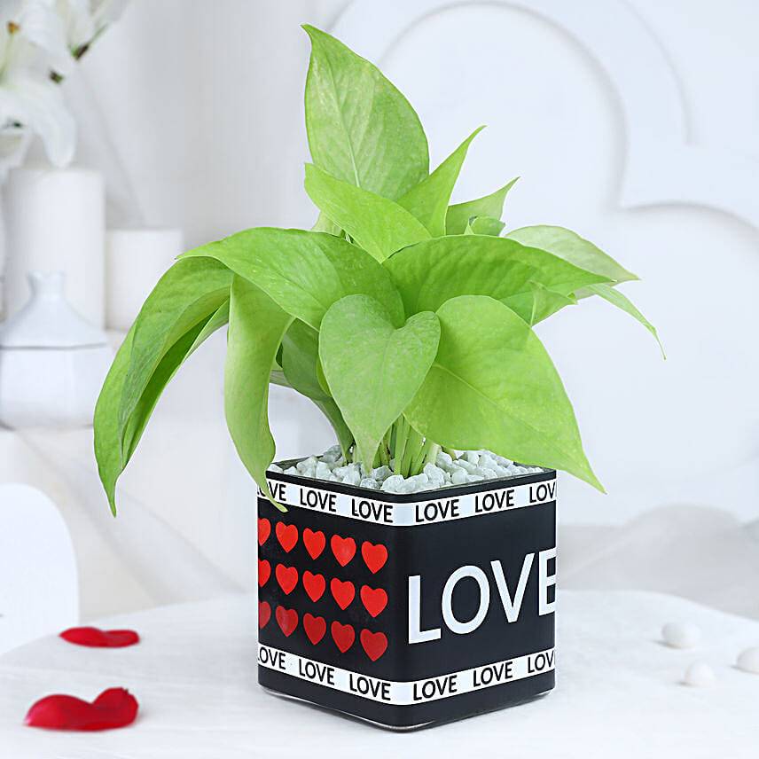 Affectionate Money Plant Haven