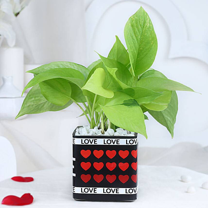 Affectionate Money Plant Haven