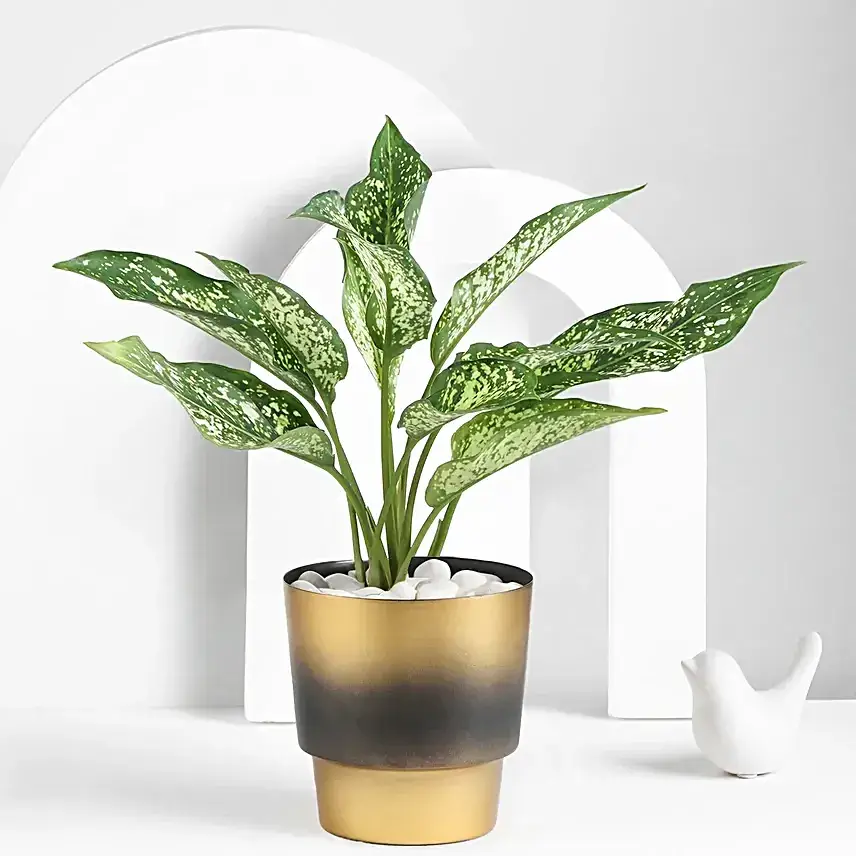Aglaonema Plant In A Golden Pot