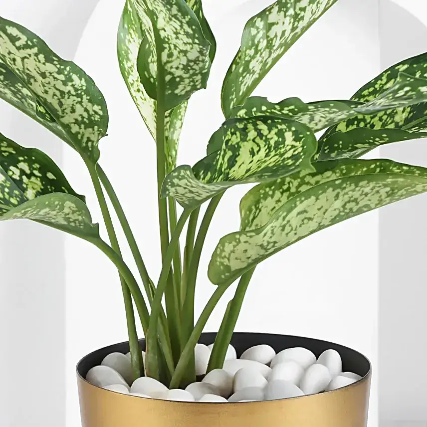 Aglaonema Plant In A Golden Pot
