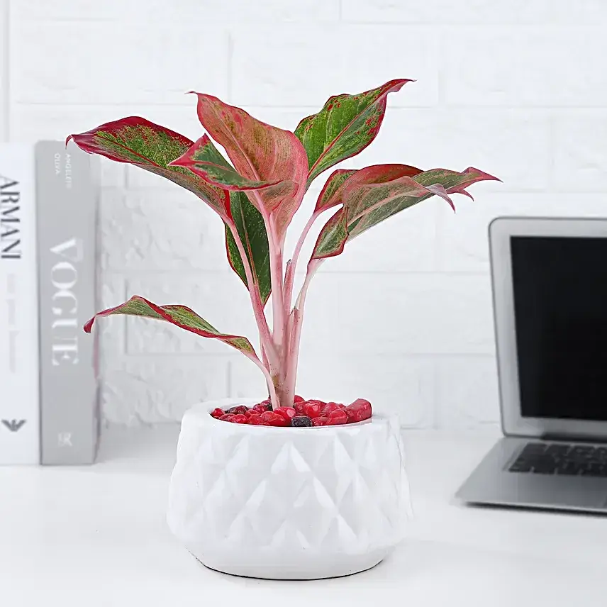 Aglaonema Plant In Burfi Cut Design Pot