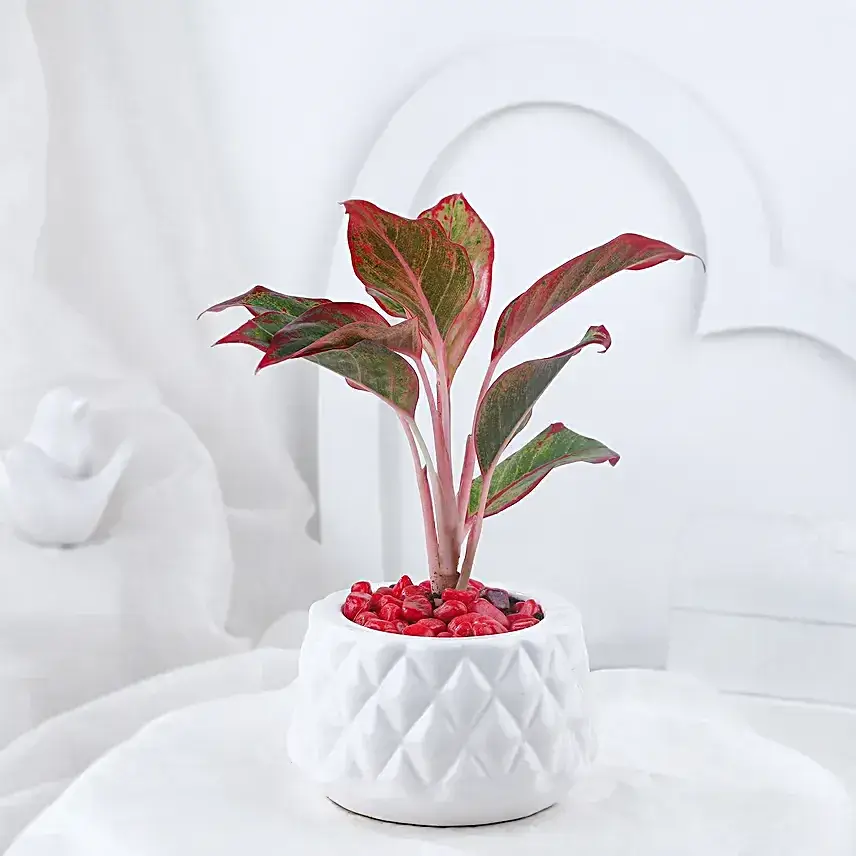 Aglaonema Plant In Burfi Cut Design Pot