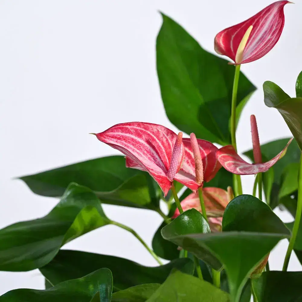 Anthurium Livium Plant