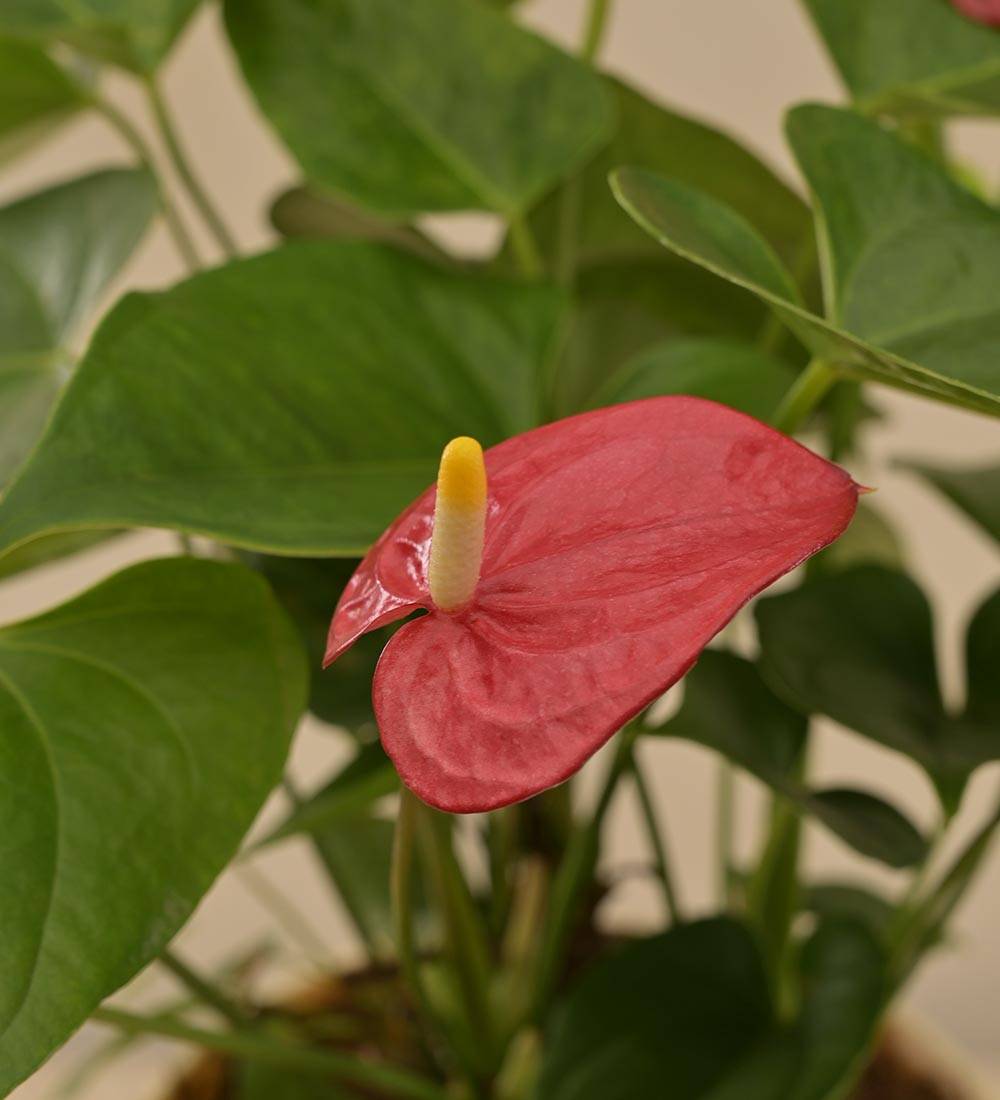 Anthurium Red Plant