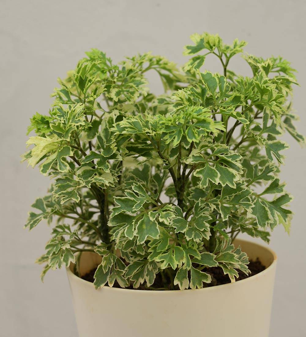Aralia Variegated Mini Plant