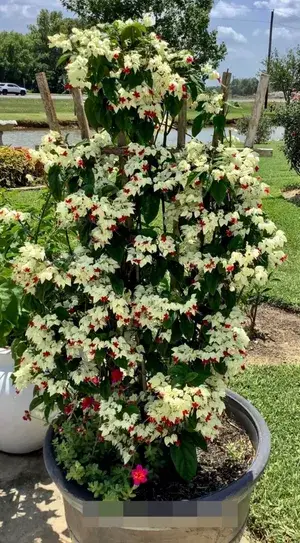 Easy To Grow White Bleeding Heart Vine Flowering Live Plant & Tree For Home Garden (Pack Of 1) Buy @ ₹499