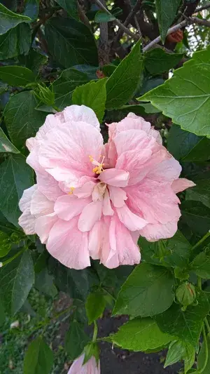 Easy To Care Yellow Hibiscus Flower Live Plant & Tree (1.5-3.5 Ft Height) For Home Garden, Pack Of 1 Buy @ ₹449