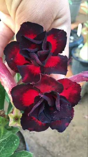 Gorgeous Maroon Adenium Double Petal Live Flower Plant For Your Indoor/Outdoor Decor & Gardening (Pack Of 1) Buy @ ₹499