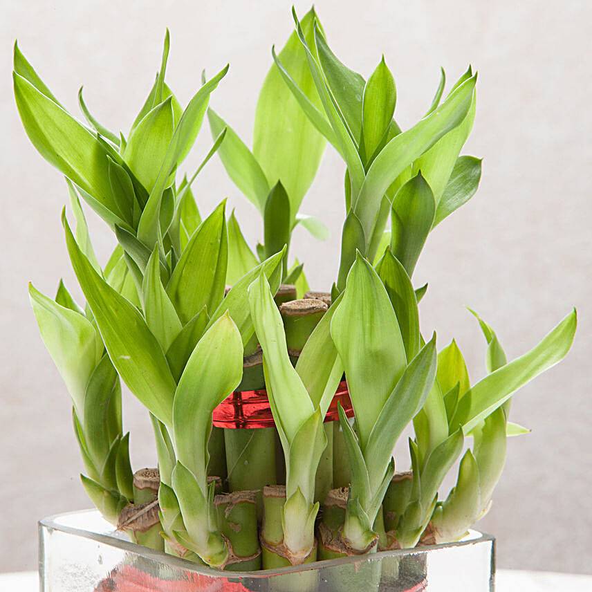 Bamboo Bliss Gift for Mom