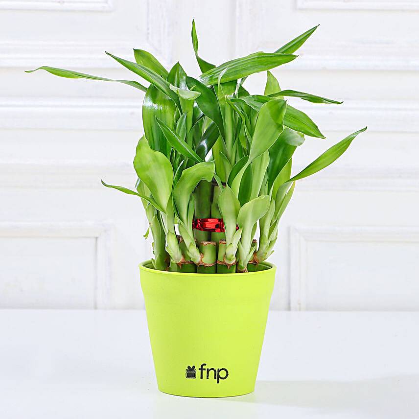 Bamboo & Jade Plant Set