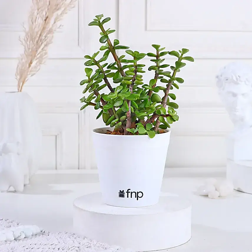 Bamboo & Jade Plant Set