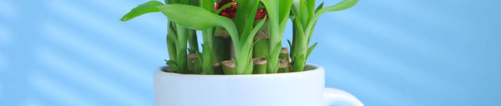 Bamboo Plant In A Personalised Mug For Her