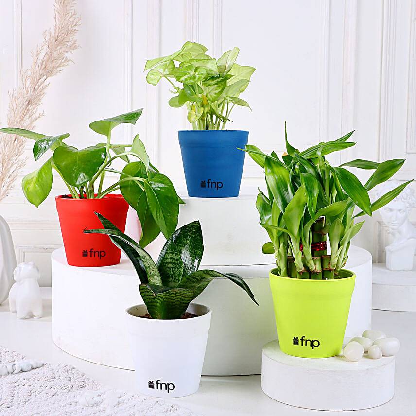 Bamboo, Syngonium, Sansevieria & Money Plant Set