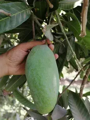 Noorjahan Mango Plant Rare & Dwarf Variety Grafted Plant Big Size Fruit About 4 To 5 Kg Weight Unique Collection (Hybrid, Pack of 1) Buy @ ₹599
