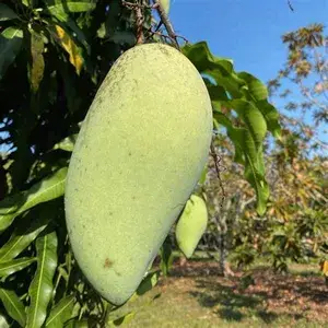 Noorjahan Mango Plant Rare & Dwarf Variety Grafted Plant Big Size Fruit About 4 To 5 Kg Weight Unique Collection (Hybrid, Pack of 1) Buy @ ₹599