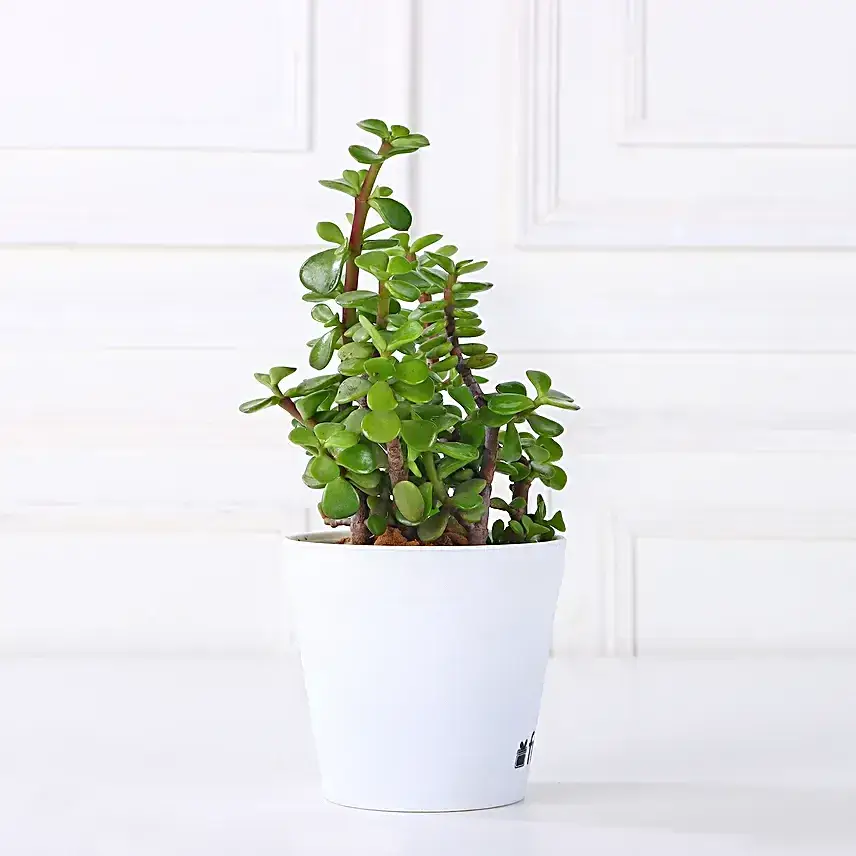 Beautiful Jade Plant in White Plastic Pot