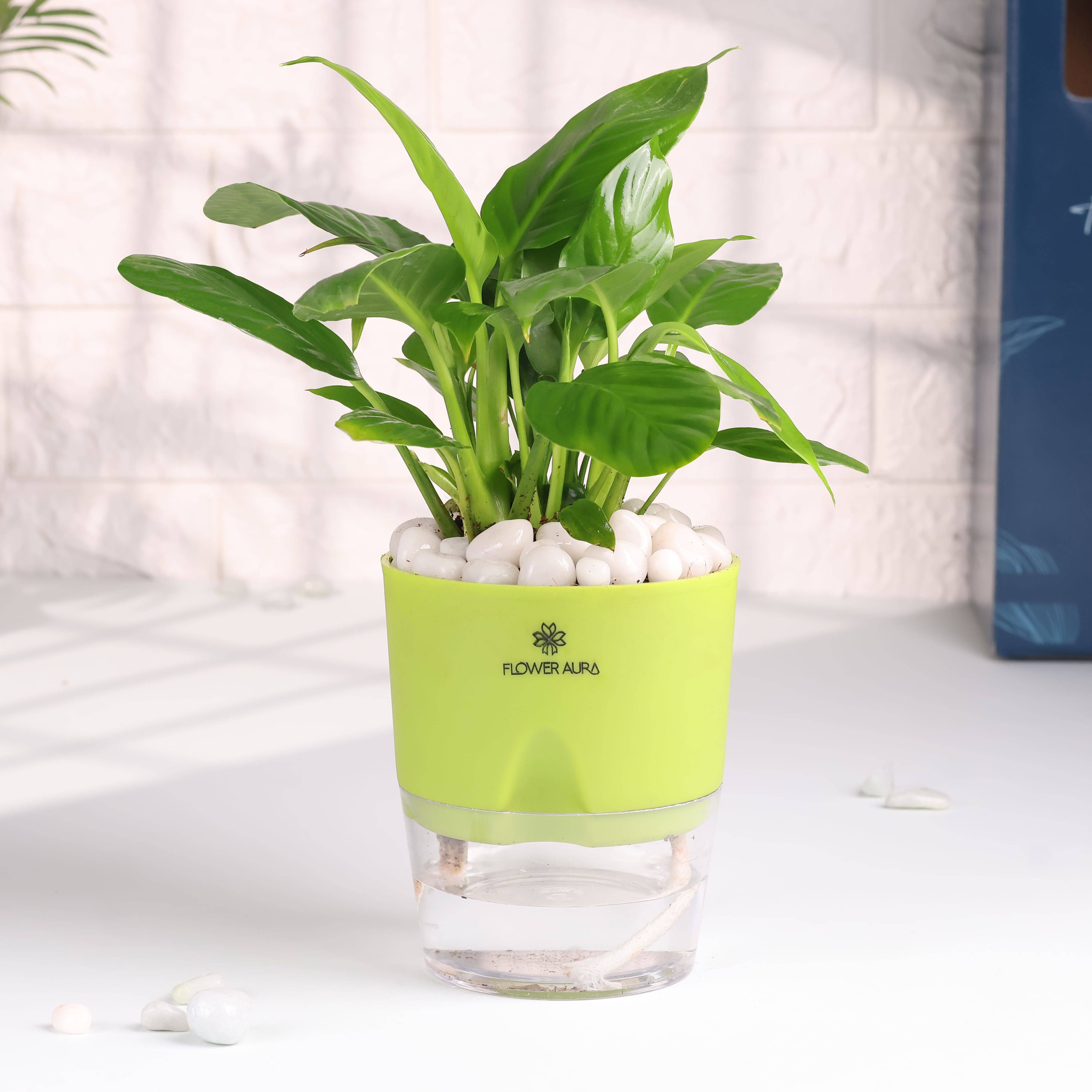 Beautiful Peace Lily In Self Watering Planter