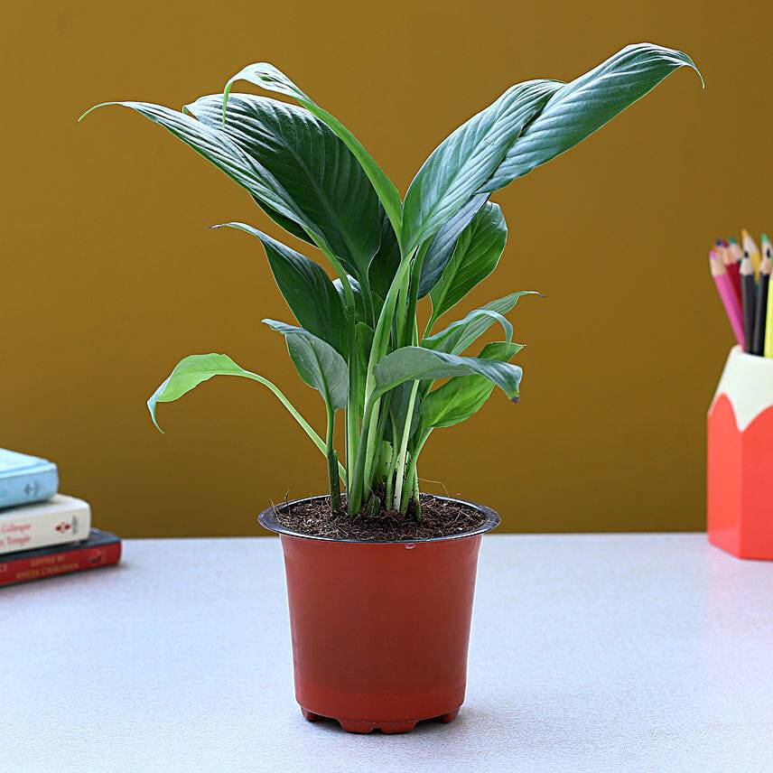 Beautiful Peace Lily Plant