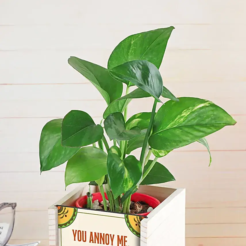 Bhai Dooj Never Leaf You Plant