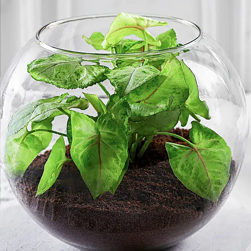 Birthday Special Syngonium Plant