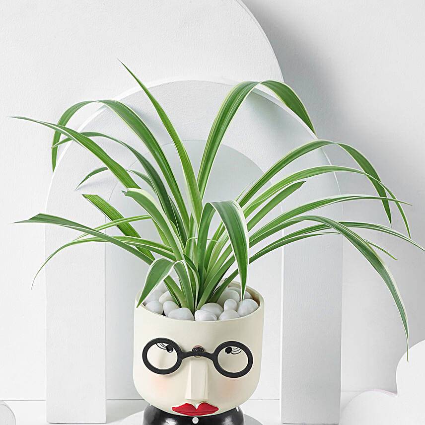 Spectacle Girl Spider Plant Gift