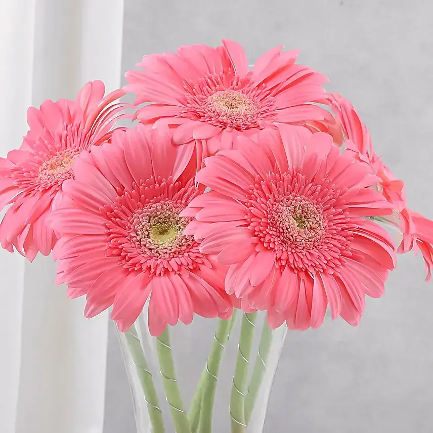 Blushing Beauty Gerbera Arrangement