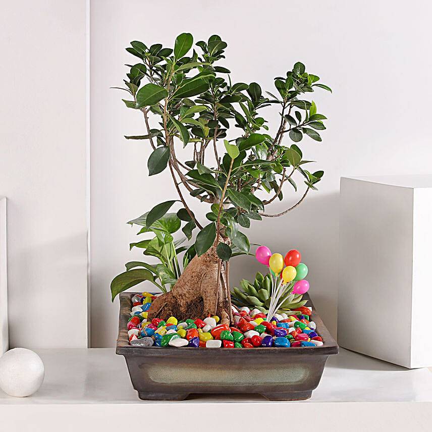 Bonsai and Money Plant Harmony