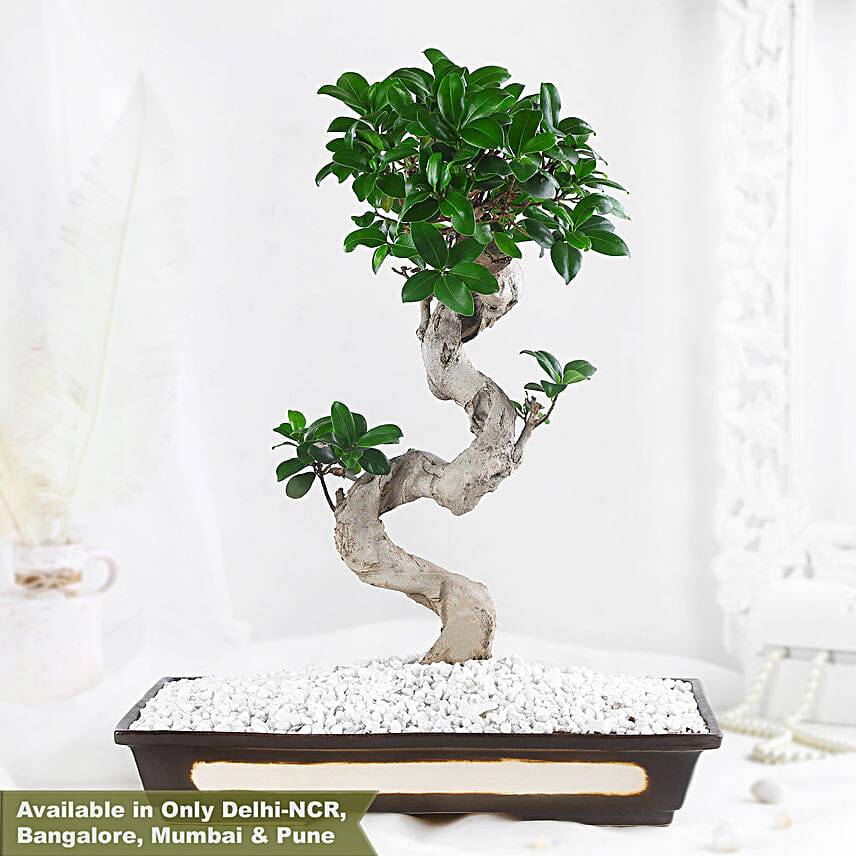 Bonsai Plant Peaceful Garden Pot