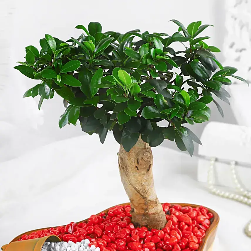 Bonsai Plant Vibrant Garden Pot