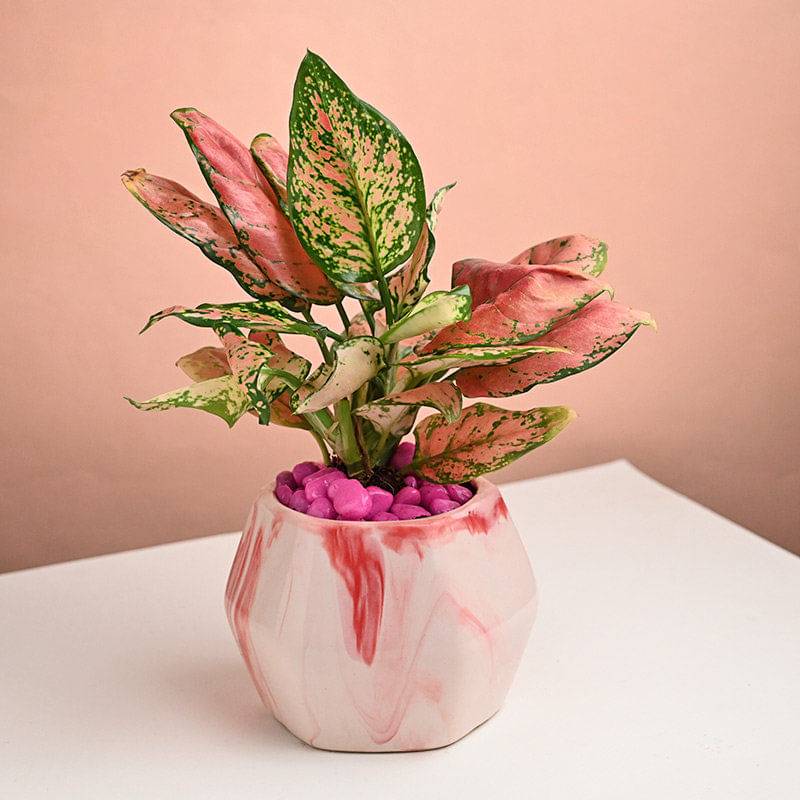 Botanical Whispers Of Pink Serenity