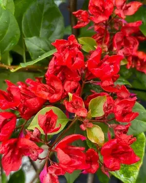 bougainvillea Buy @ ₹900