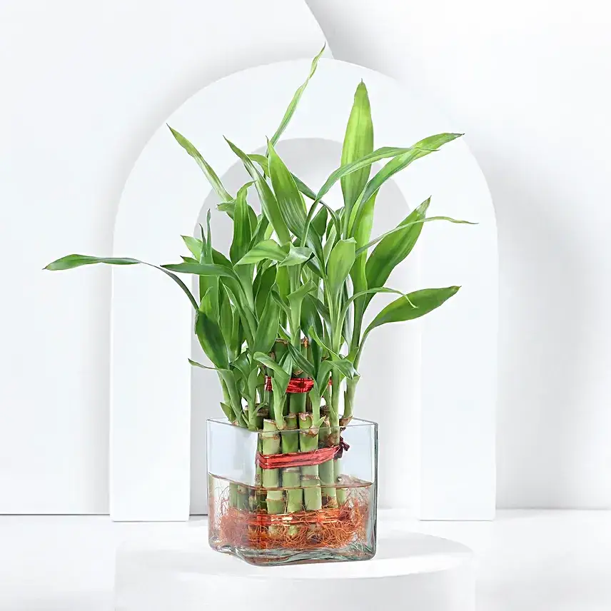 Bringing Good Luck 2 Layer Bamboo Plant