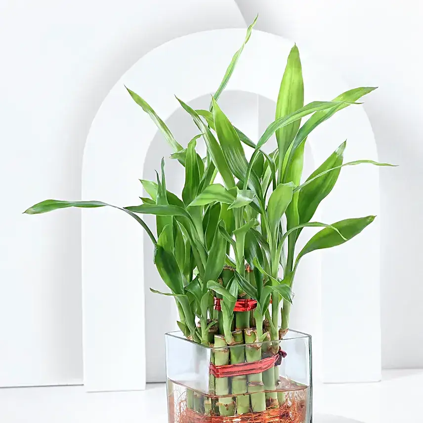 Bringing Good Luck 2 Layer Bamboo Plant