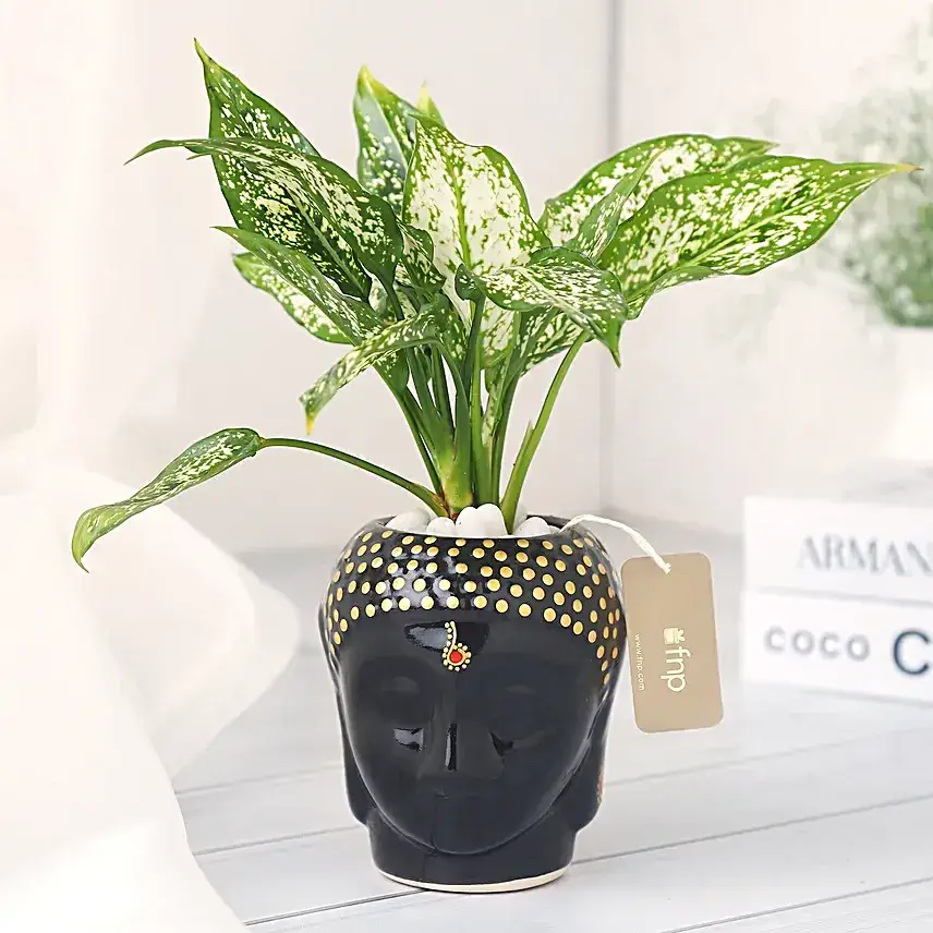 Buddha's Blessing in a Black Pot