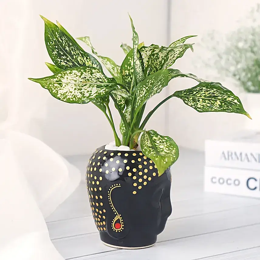 Buddha's Blessing in a Black Pot