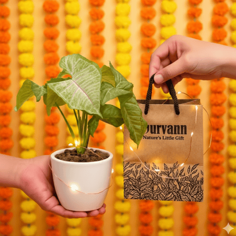 Ready to Gift -  Syngonium Yellow in 4 Inch Classy White Cup Ceramic Pot with Gift Bag