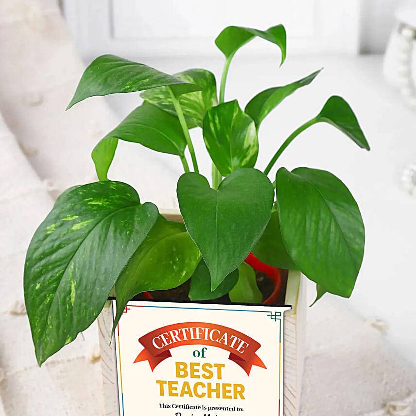 Certificate of Best Teacher Plant Gift