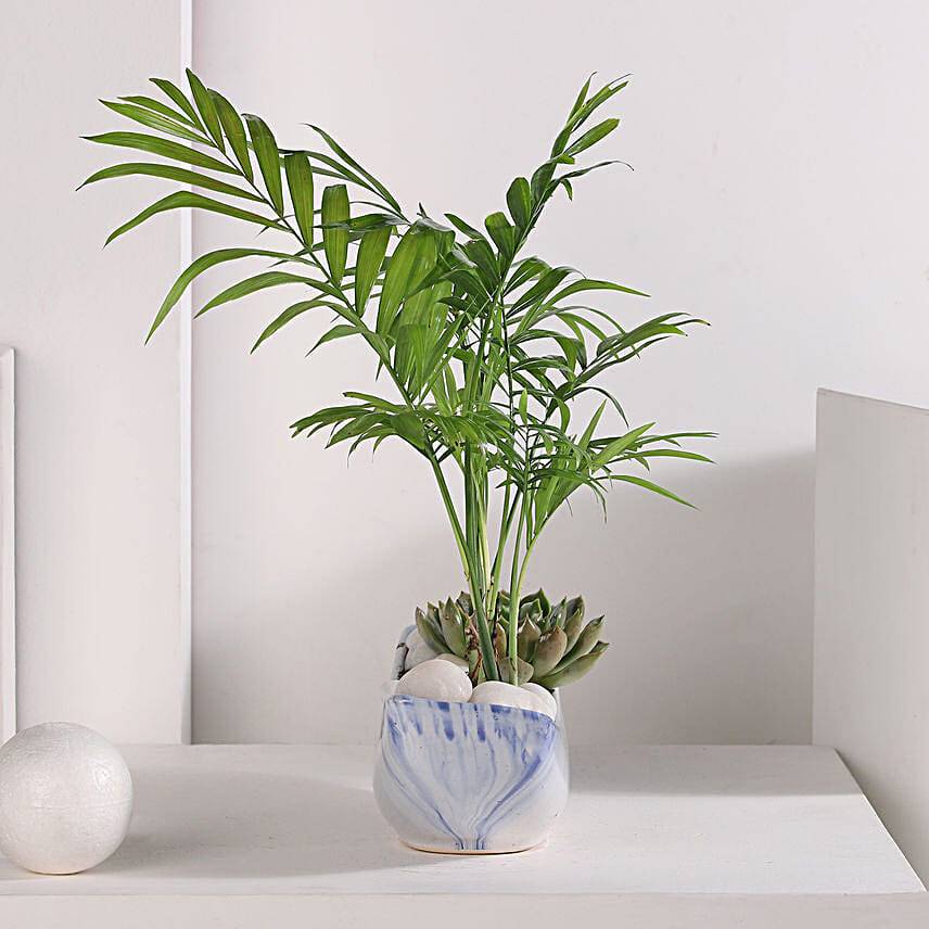 Chamaedorea and Echeveri Harmony