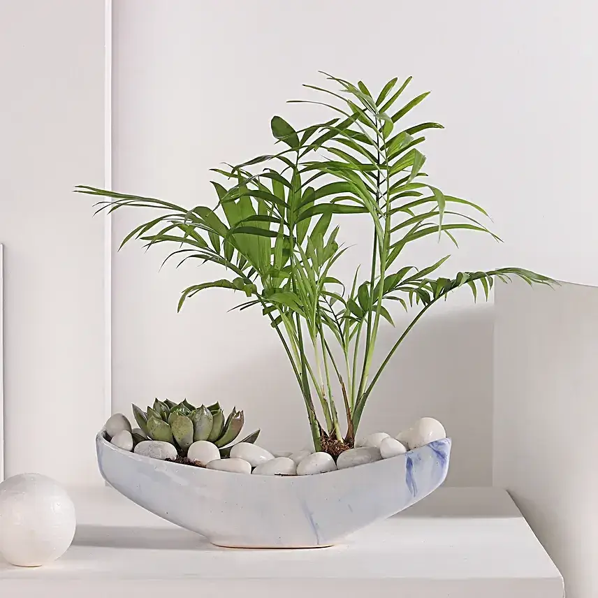 Chamaedorea and Echeveri Harmony