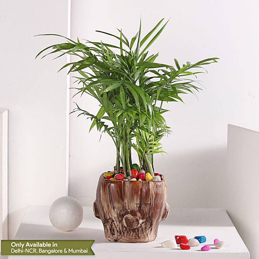 Chamaedorea Haven in Wooden Pot