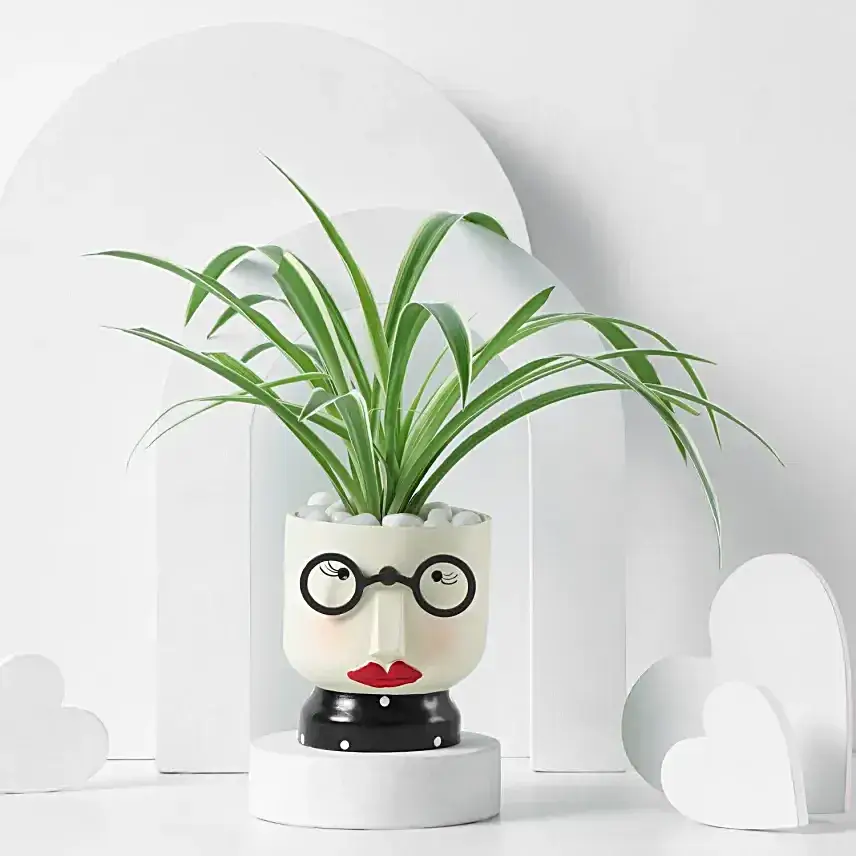 Charming Spider Plant for Mother's Day