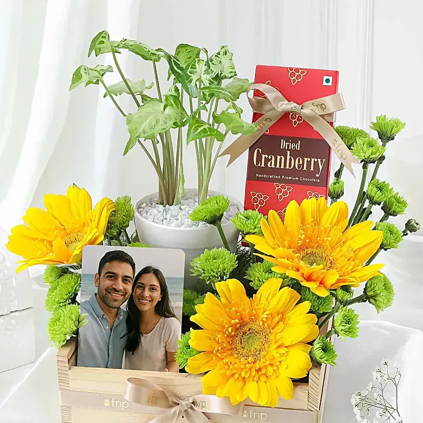 Cheerful Gerberas N Green Plants Hamper