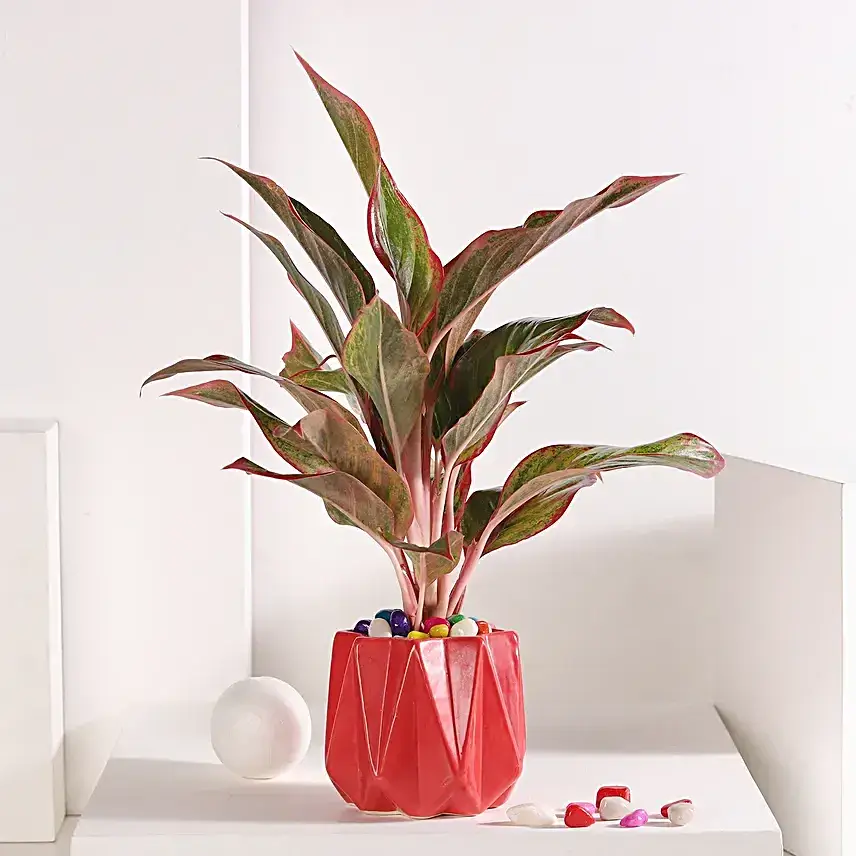 Cherry Aglaonema Delight
